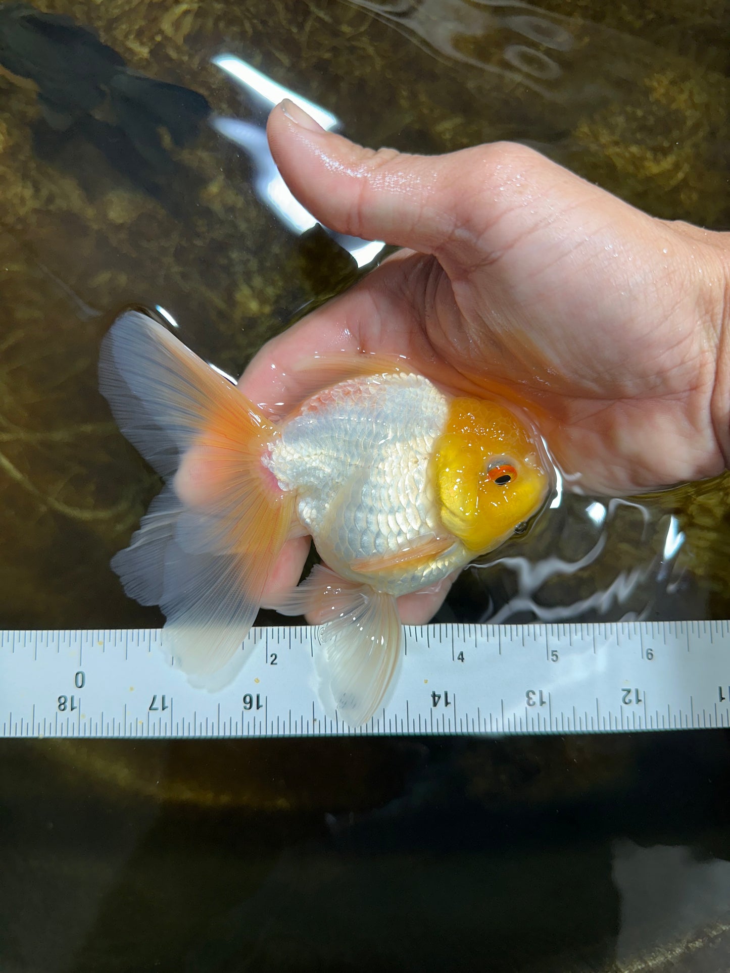 [SINGLE] Lemonhead Oranda Male 5 inches #082225SO_05