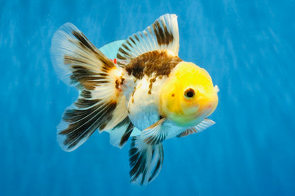 [SINGLE] Tricolor Oranda Male 4.5 inches #041726SO_02