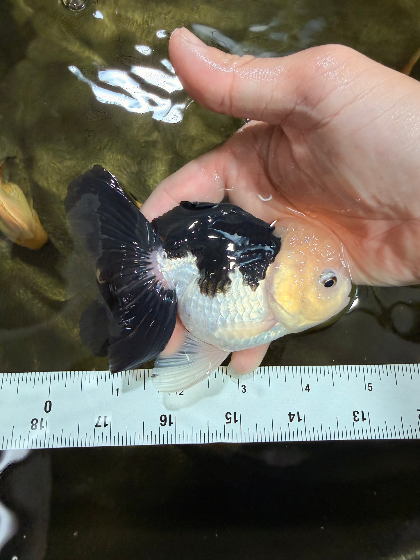 [SINGLE] Panda Oranda Female 4.5 inches #031326SO_02