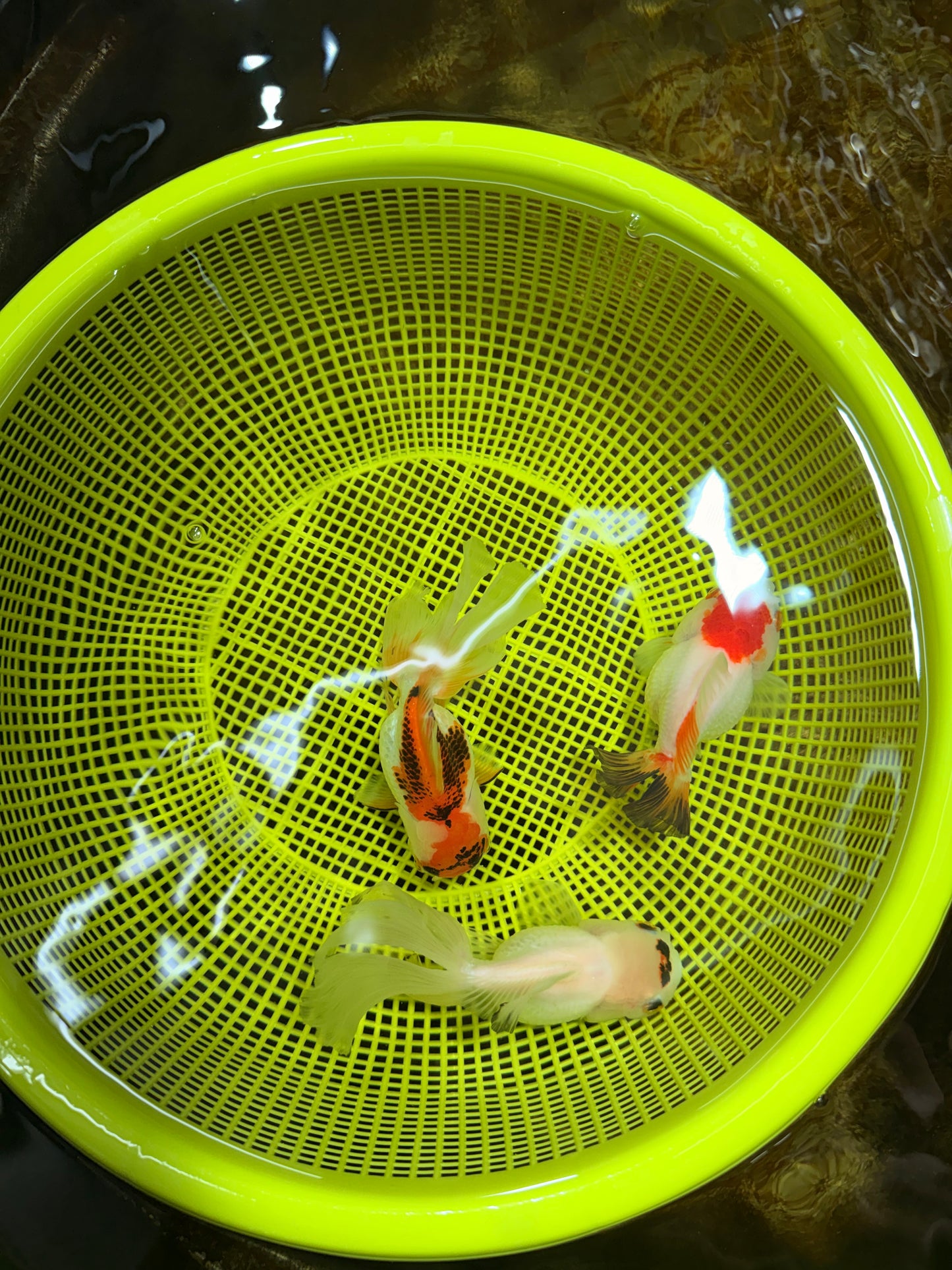 [TRIPLE] Mixed Color Oranda 3.5-4.5 inches #121925TO_05