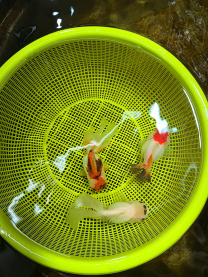 [TRIPLE] Mixed Color Oranda 3.5-4.5 inches #121925TO_05