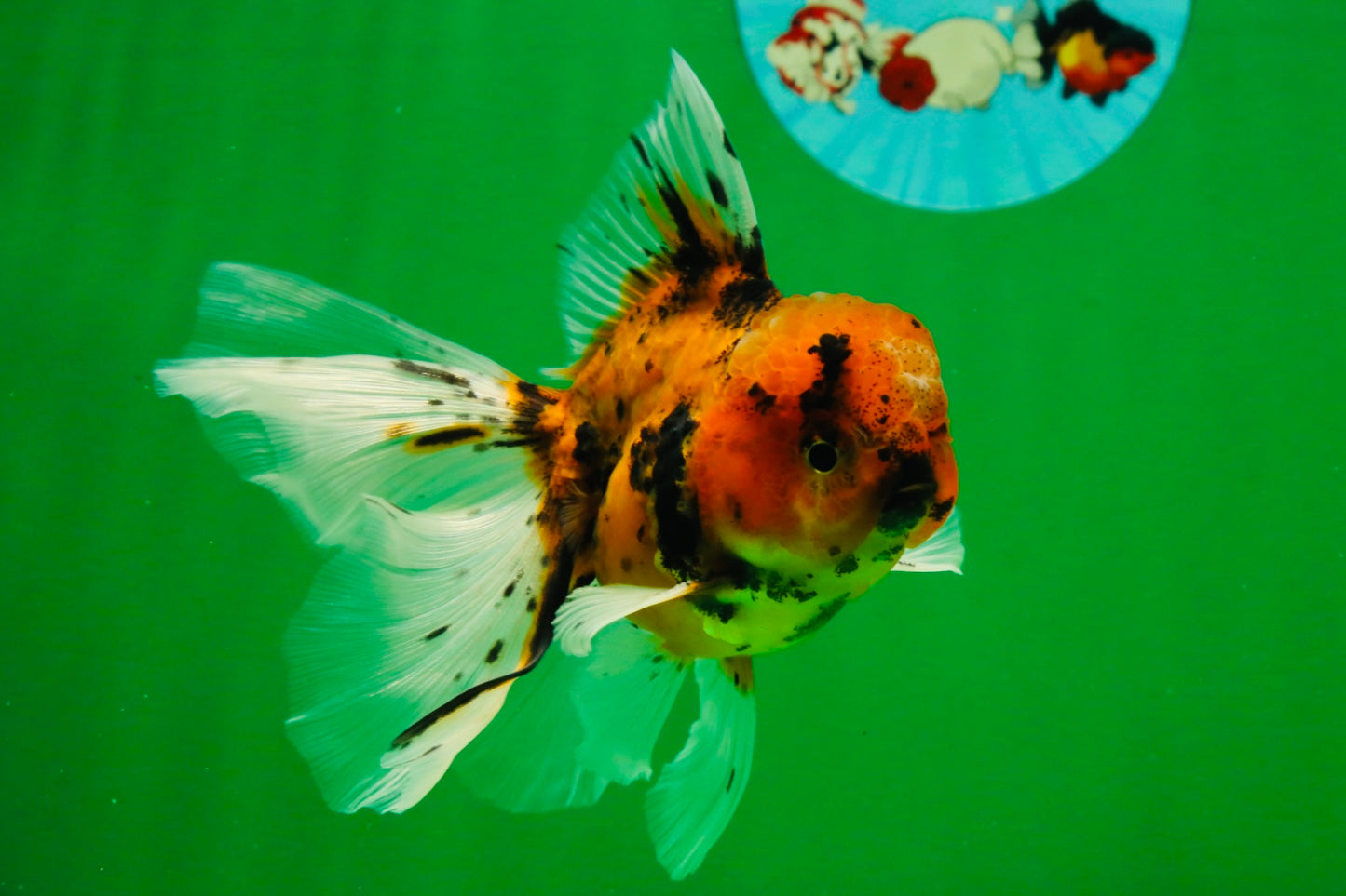 [SINGLE] Tiger Oranda Male 4.5 inches #091925SO_06