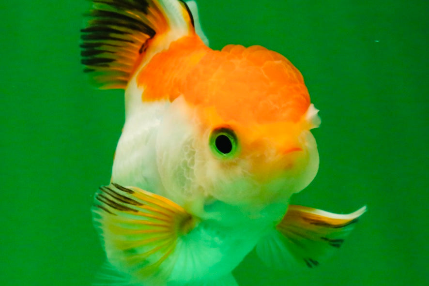 [SINGLE] Tricolor Oranda Male 4-4.5 inches #111425SO_01