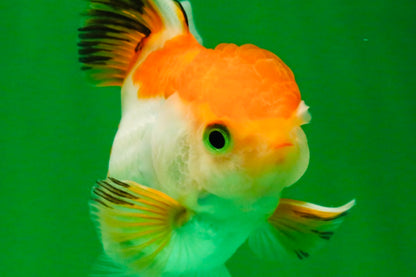 [SINGLE] Tricolor Oranda Male 4-4.5 inches #111425SO_01