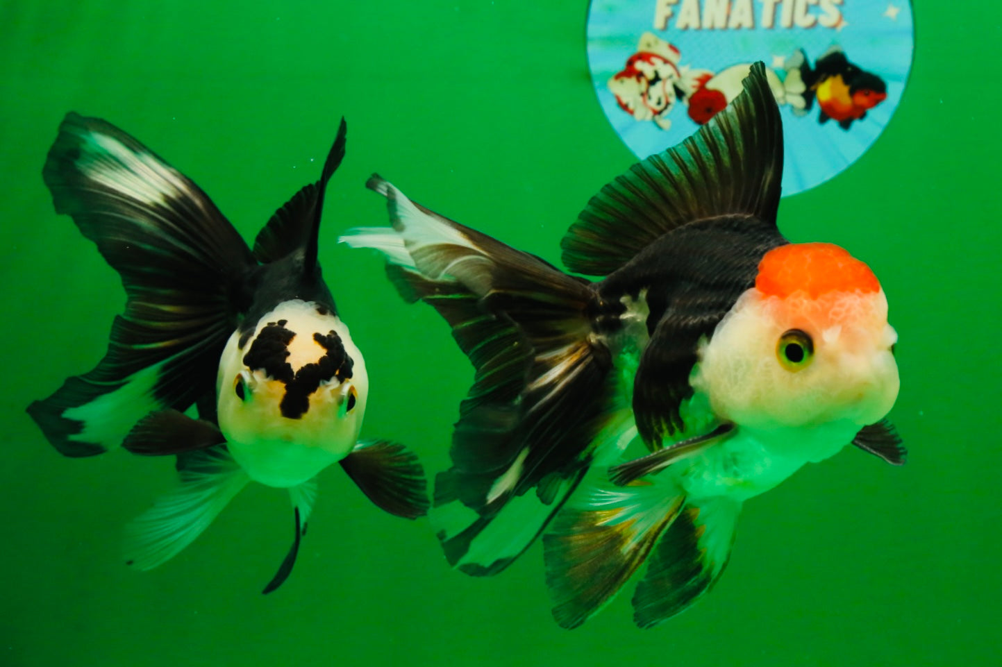 [COUPLE] Tricolor Male & Panda Female Oranda 4.5 inches #101025CO_02