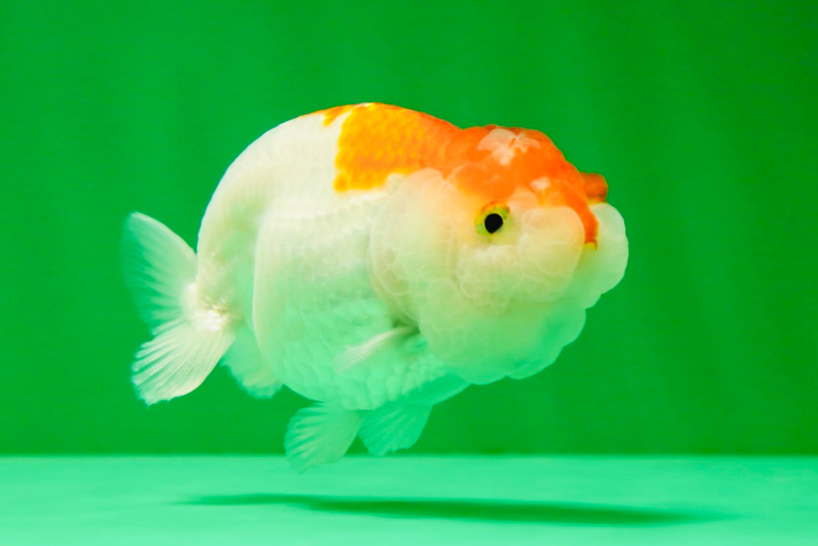 [COUPLE] Red White Lionchu Gender : Unknown 3 inches #041125_10