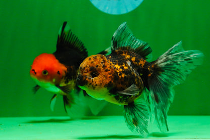 [COUPLE] Tricolor Male & Tiger Female 4.5 inches #091925CO_03