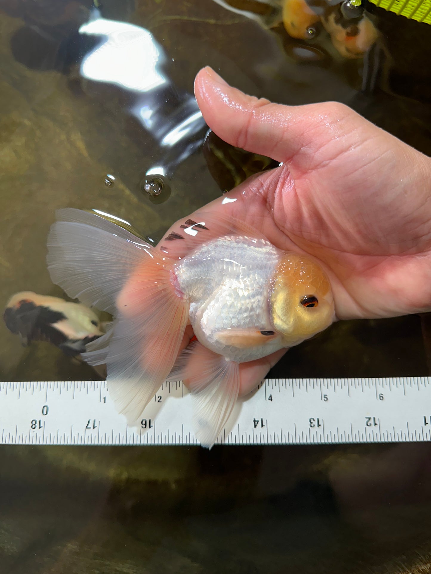 [SINGLE] White Male Oranda 5 inches #080125SO_05