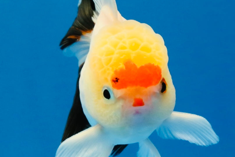 [SINGLE] Tricolor Oranda Male 4 inches #040326SO_07