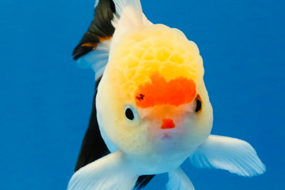 [SINGLE] Tricolor Oranda Male 4 inches #040326SO_07