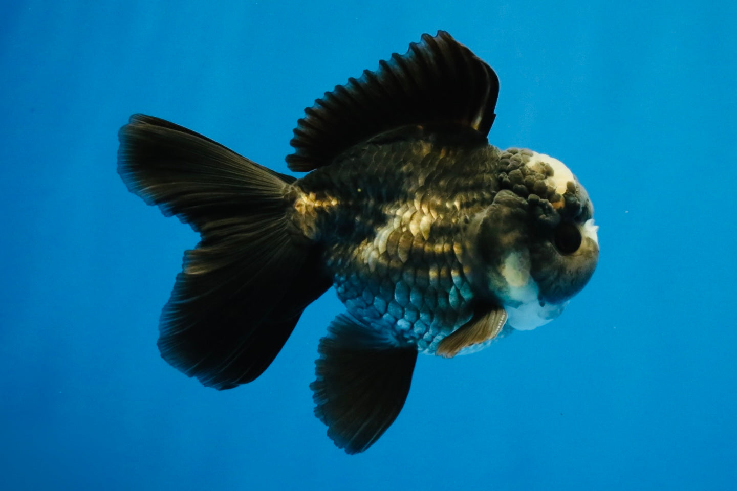 [SINGLE] Panda Oranda Male 4-4.5 inches #040326SO_06
