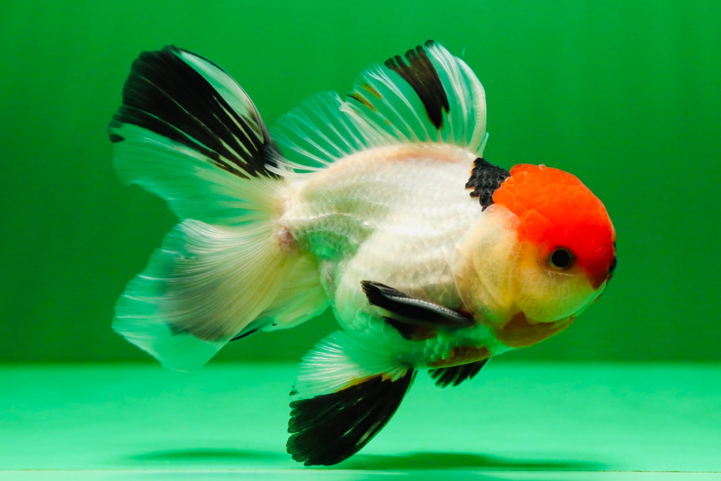 [SINGLE] Tricolor Oranda Male 4.5-5 inches #081525SO_02