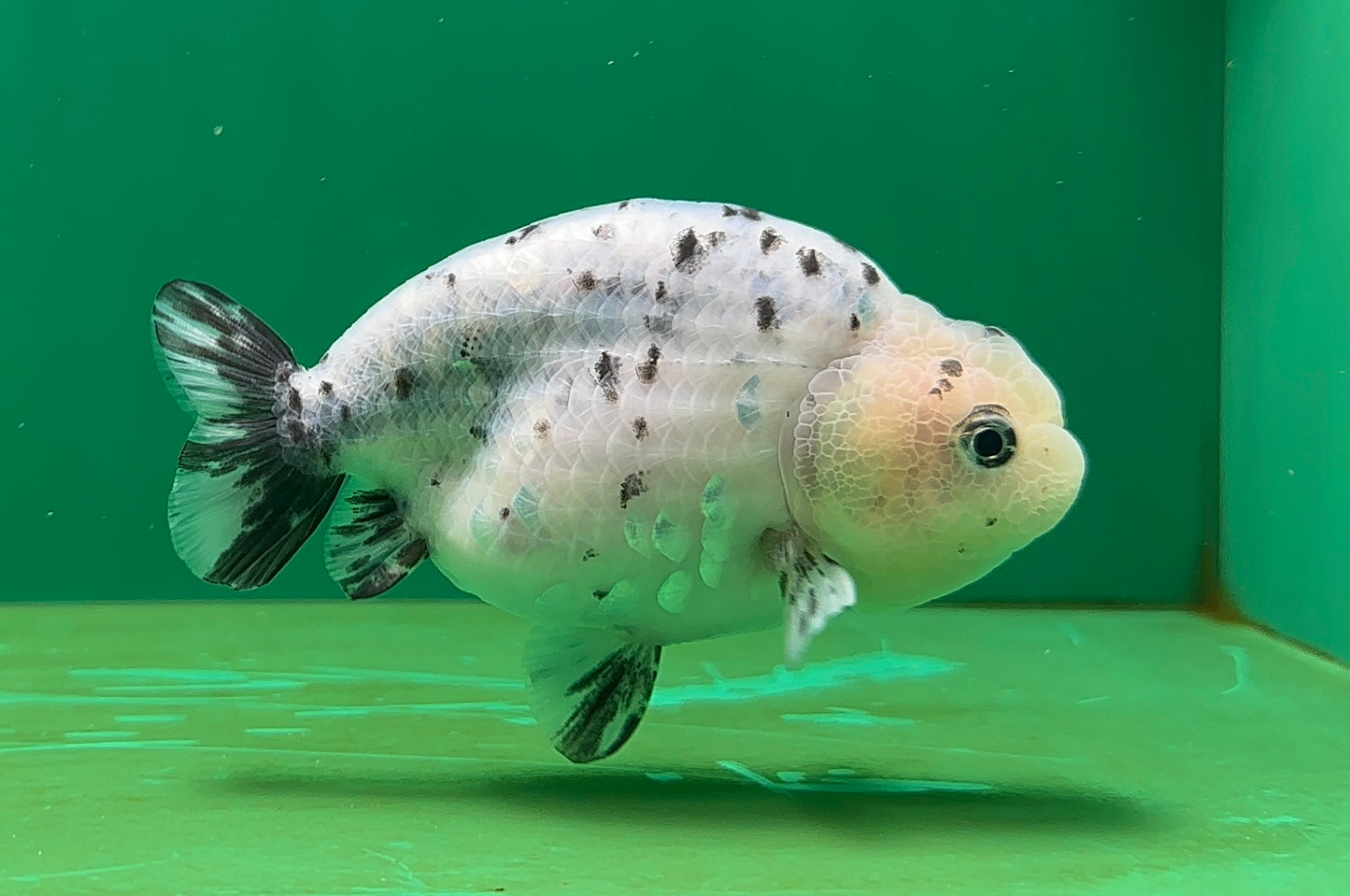 [SINGLE] Pepper Lionchu Female 4.5 inches #062725SL_03