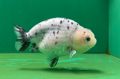 [SINGLE] Pepper Lionchu Female 4.5 inches #062725SL_03