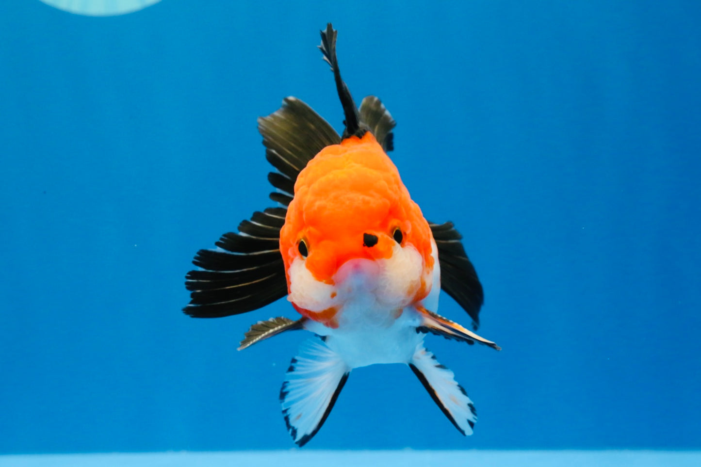 [SINGLE] Tricolor Oranda Male 4-4.5 inches #022726SO_04