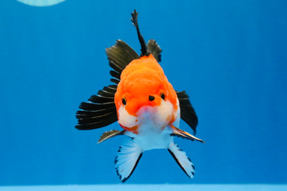 [SINGLE] Tricolor Oranda Male 4-4.5 inches #022726SO_04
