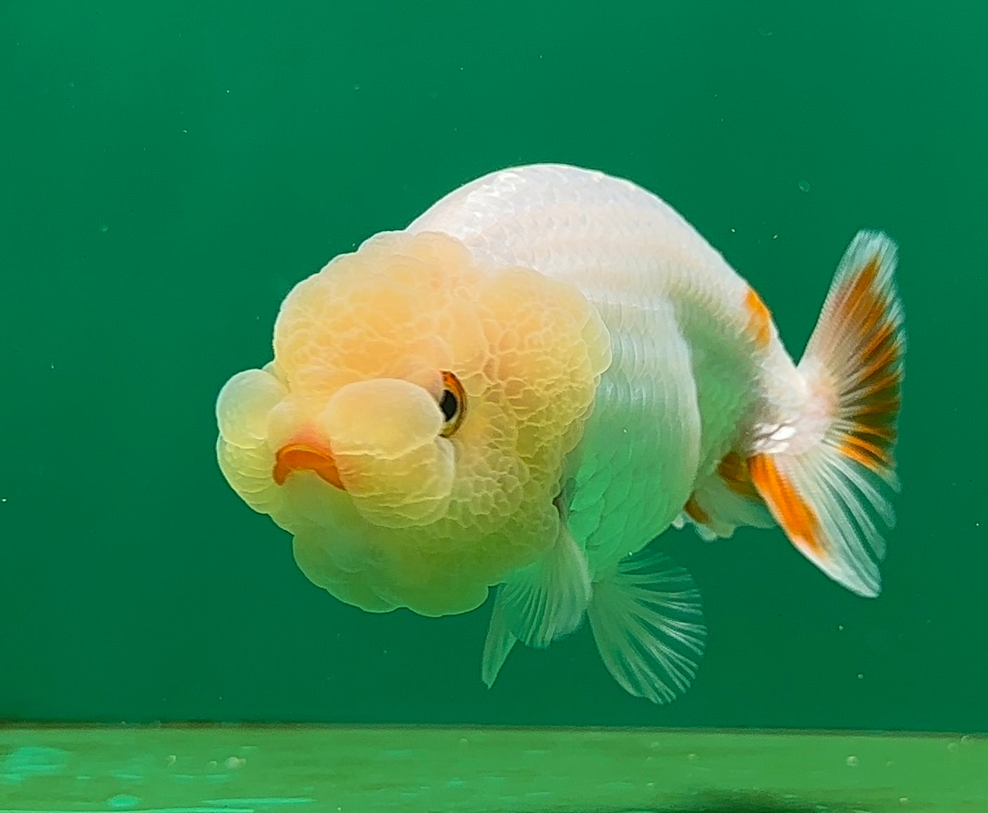 [SINGLE] White Lionchu Female 4-4.5 inches #062725SL_05