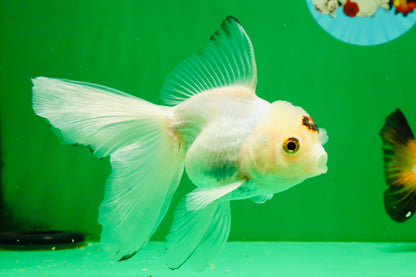 [TRIPLE] Mixed Color Oranda 3.5-4.5 inches #121925TO_05