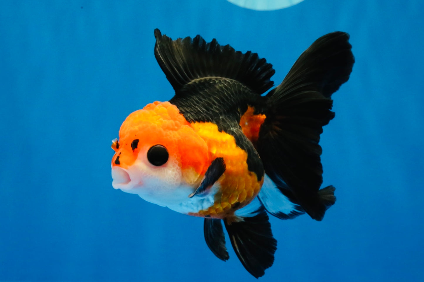 [SINGLE] Tricolor Button Eyes Oranda Female 4-4.5 inches #030626SO_07
