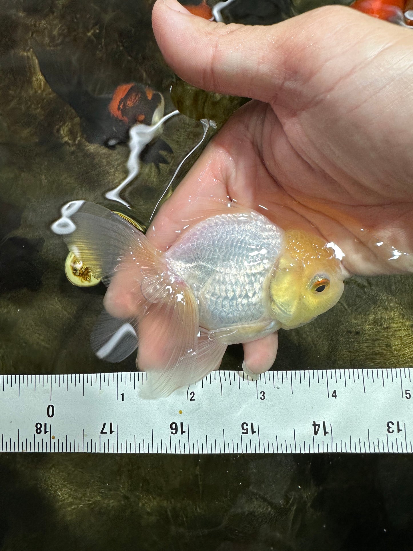 [SINGLE] White Male Oranda 4 inches #101025SO_10