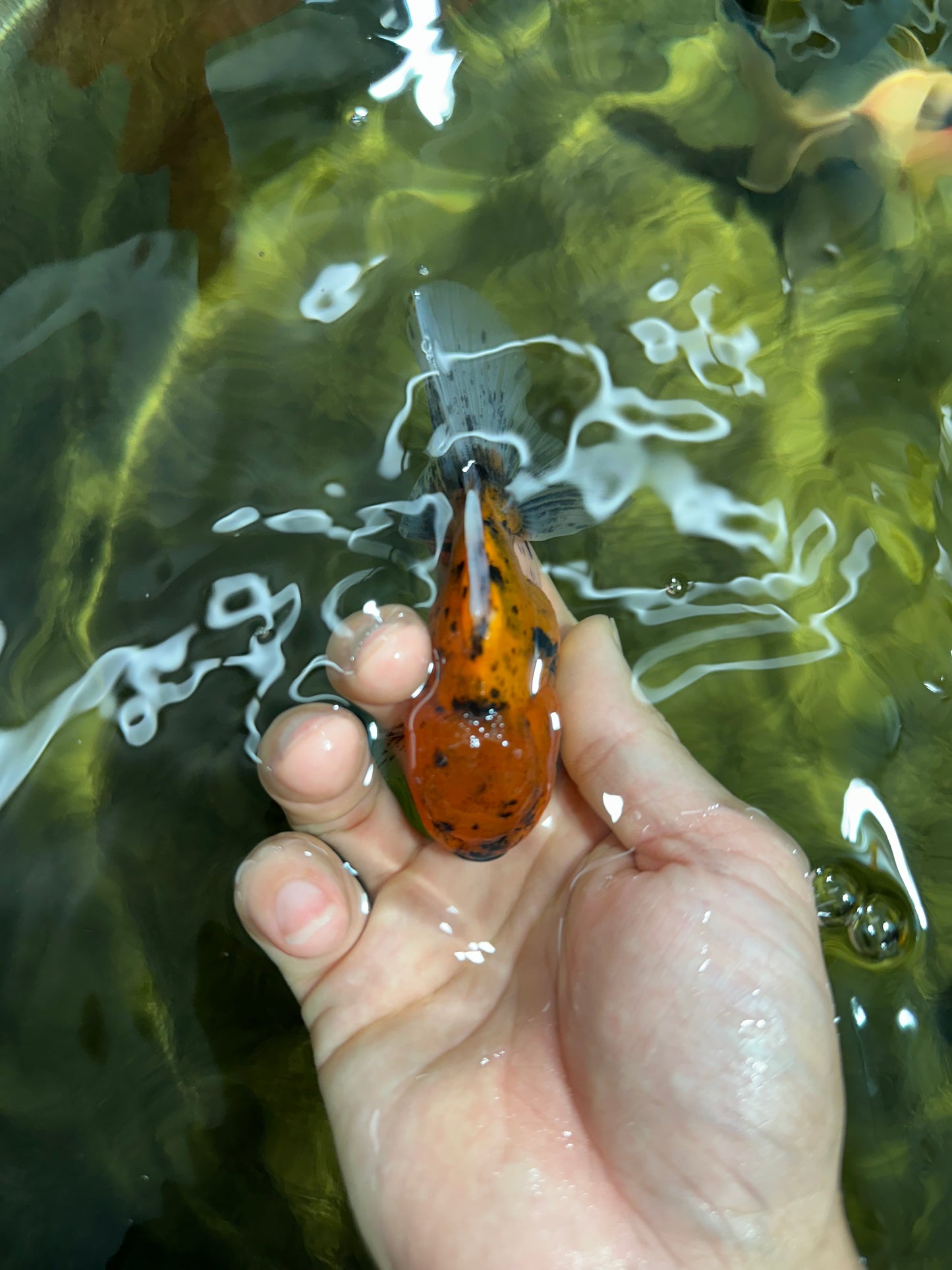 [SINGLE] Tiger Oranda Male 4 inches #060625SO_05