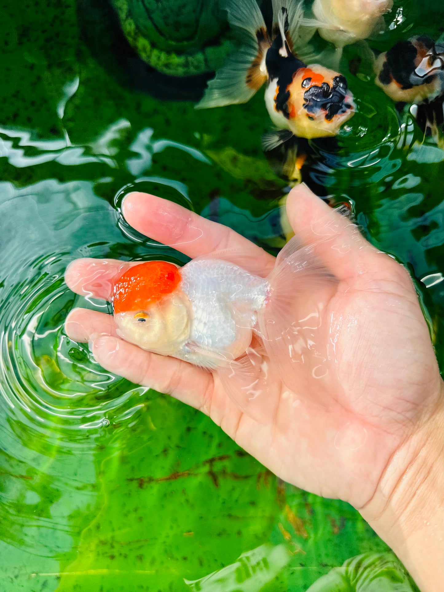 [SINGLE] Red Cap Oranda Male size 4 inches #112224SO_12