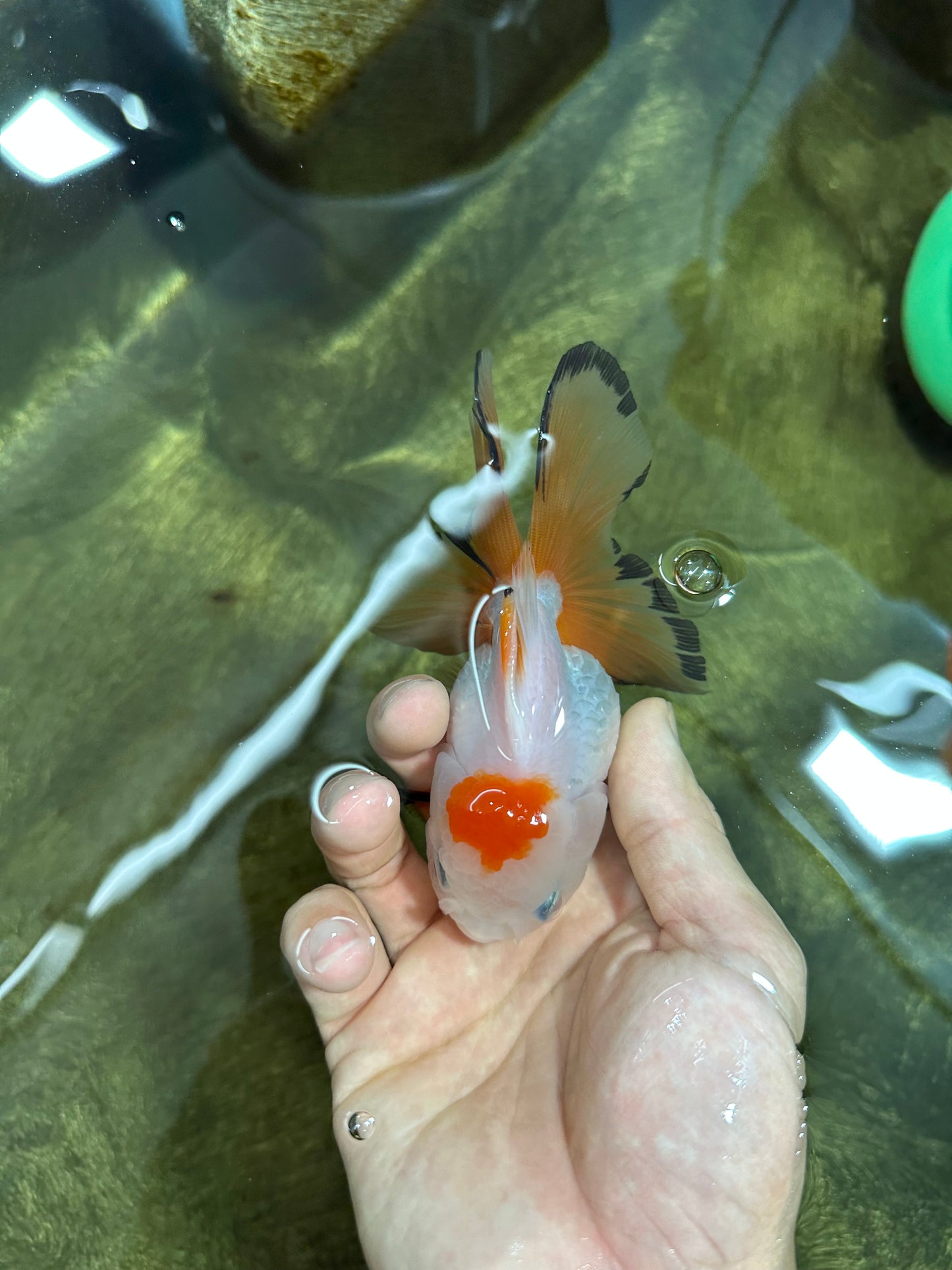 [SINGLE] Tricolor Oranda Female 4.5 inches #062025SO_07