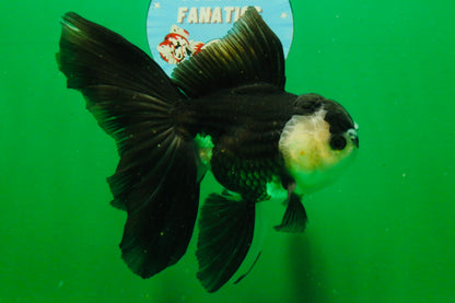 [SINGLE] Panda Oranda Male 5.5-6  inches #121925SO_02