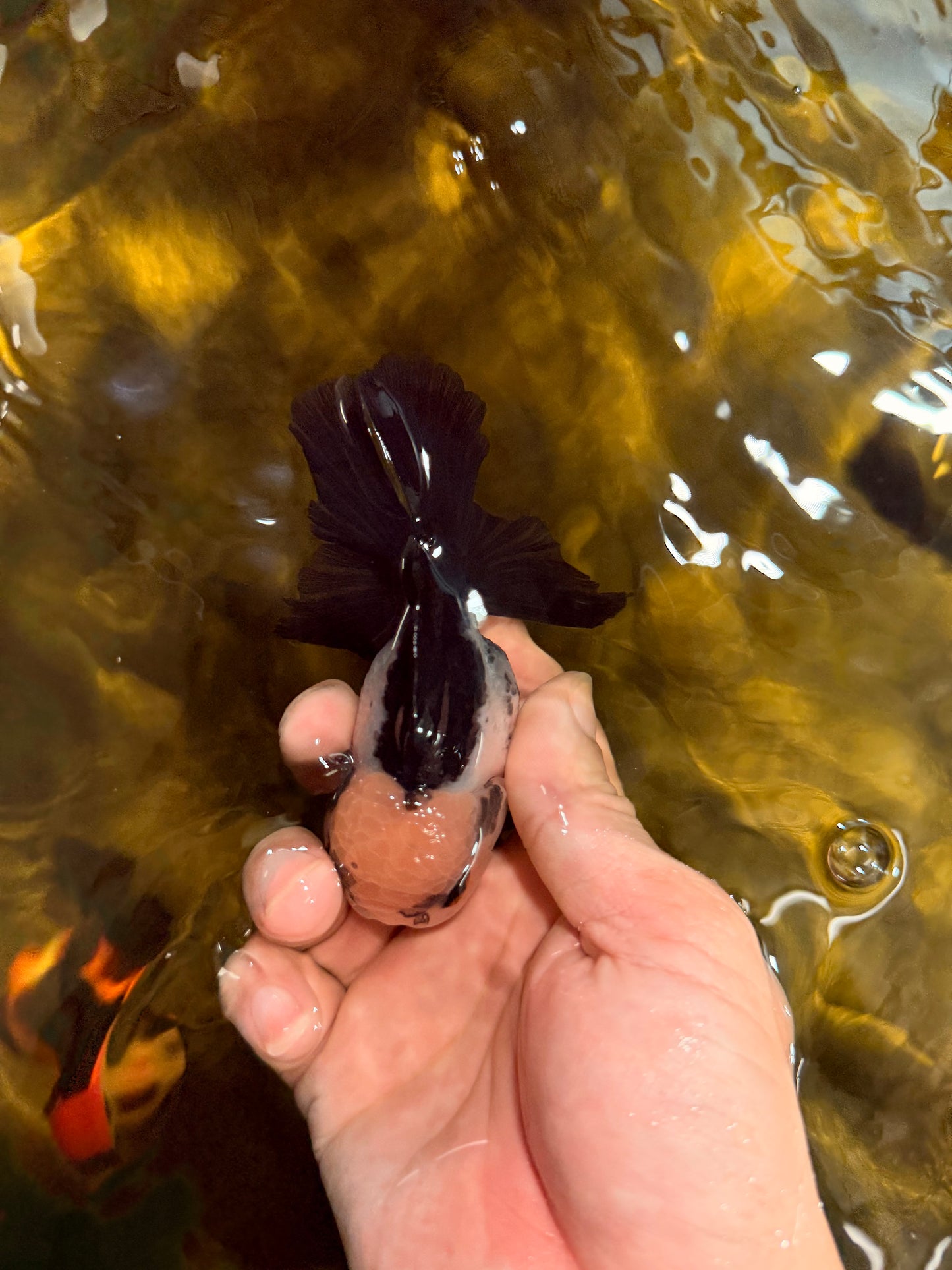 [SINGLE] Panda Button Eyes Oranda Male 4 inches #030626SO_06