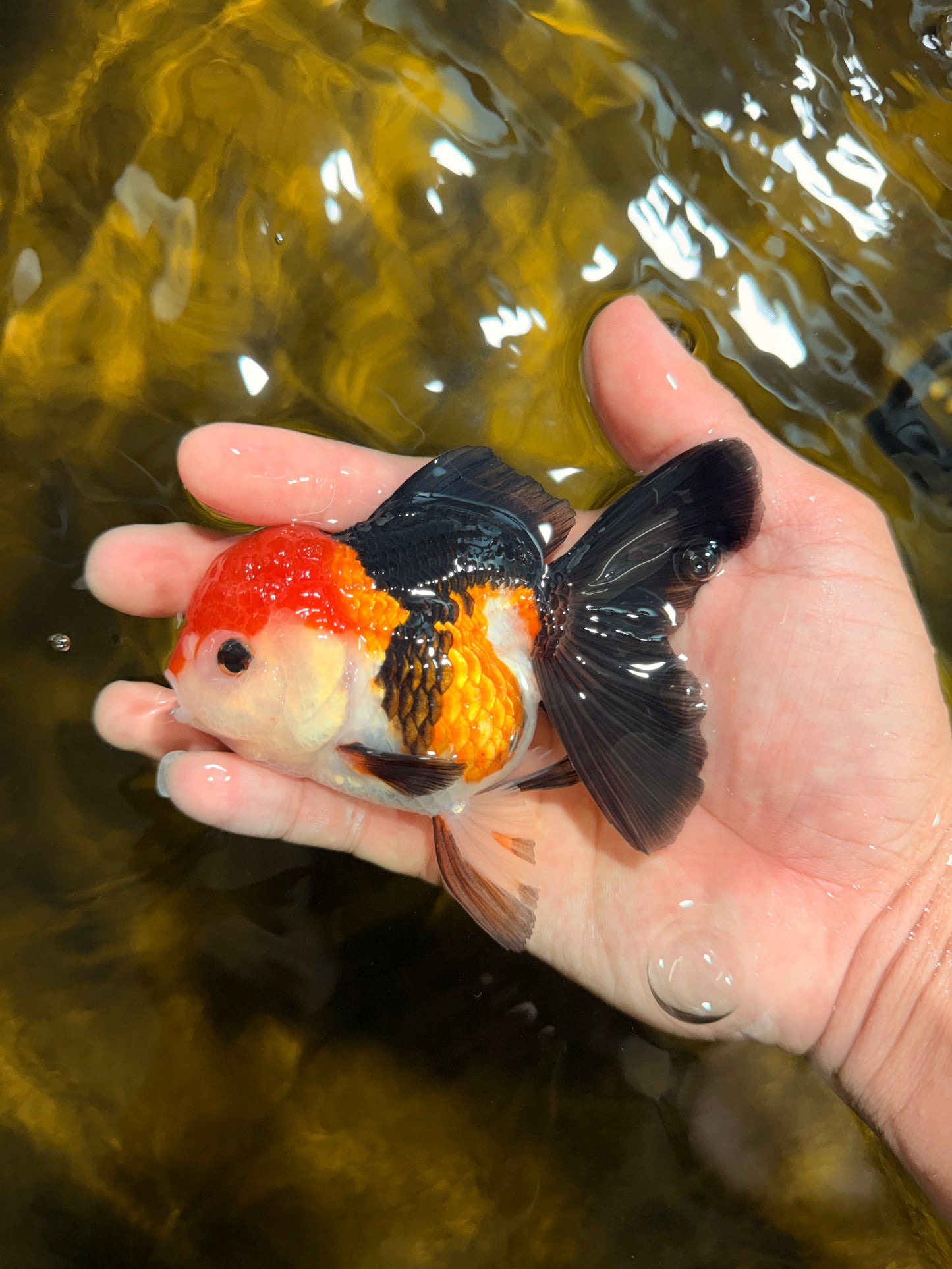 [SINGLE] Tricolor Oranda Female 4-4.5 inches #030626SO_09