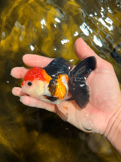 [SINGLE] Tricolor Oranda Female 4-4.5 inches #030626SO_09
