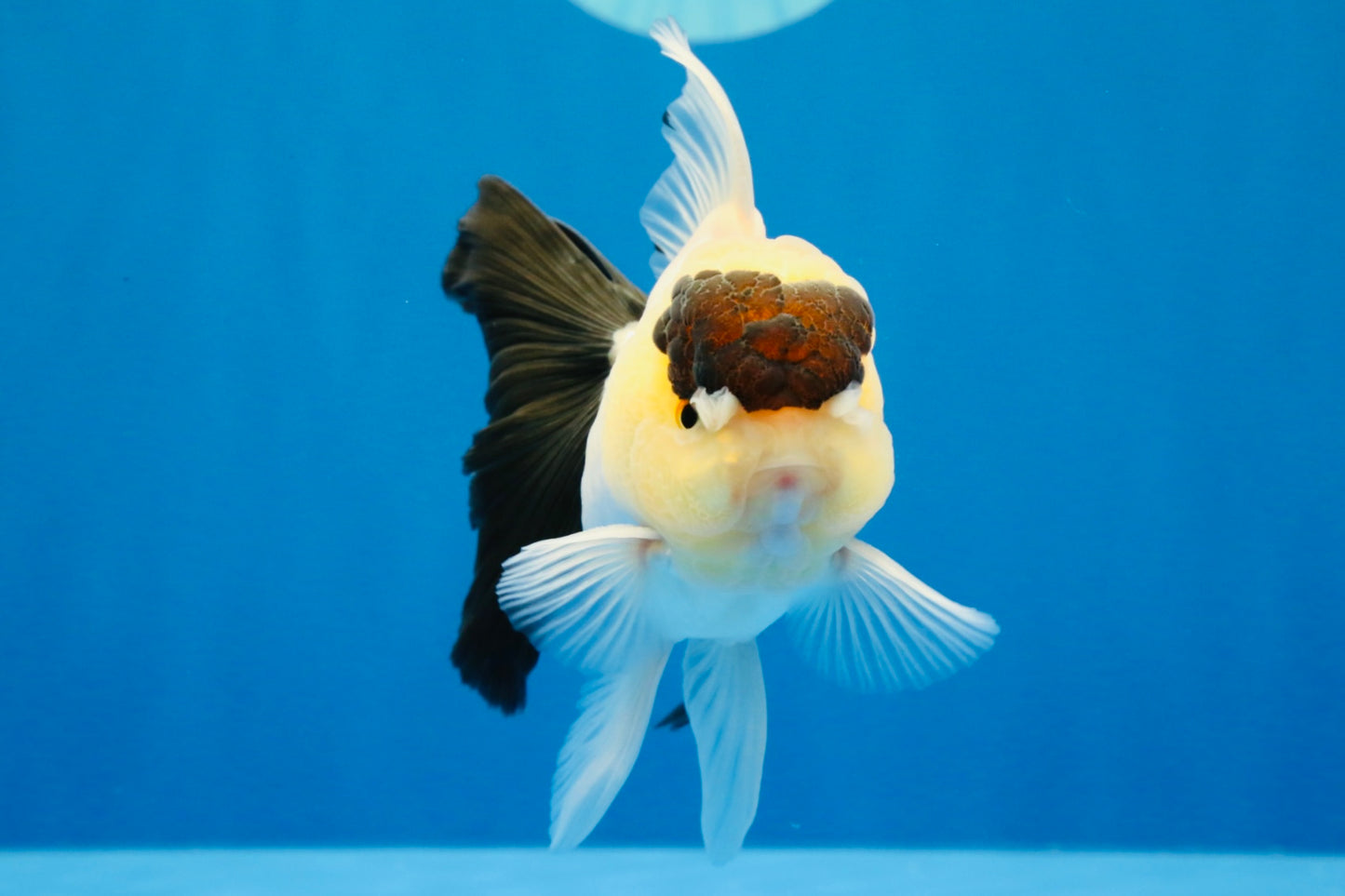 [SINGLE] Panda Oranda Male 4-4.5 inches #022726SO_09