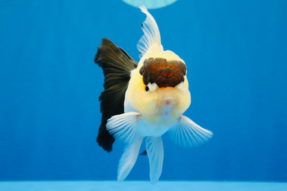 [SINGLE] Panda Oranda Male 4-4.5 inches #022726SO_09