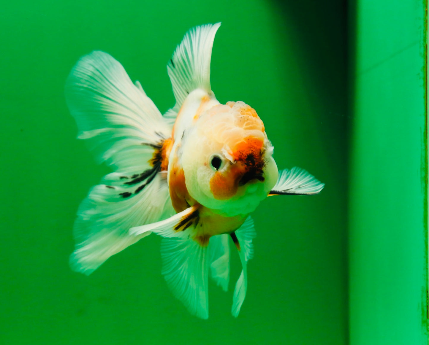[SINGLE] Calico Oranda Male 4.5-5 inches #091925SO_08