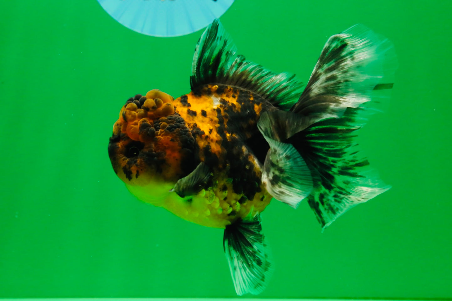 [SINGLE] Tiger Male Oranda 4.5 inches #101025SO_12