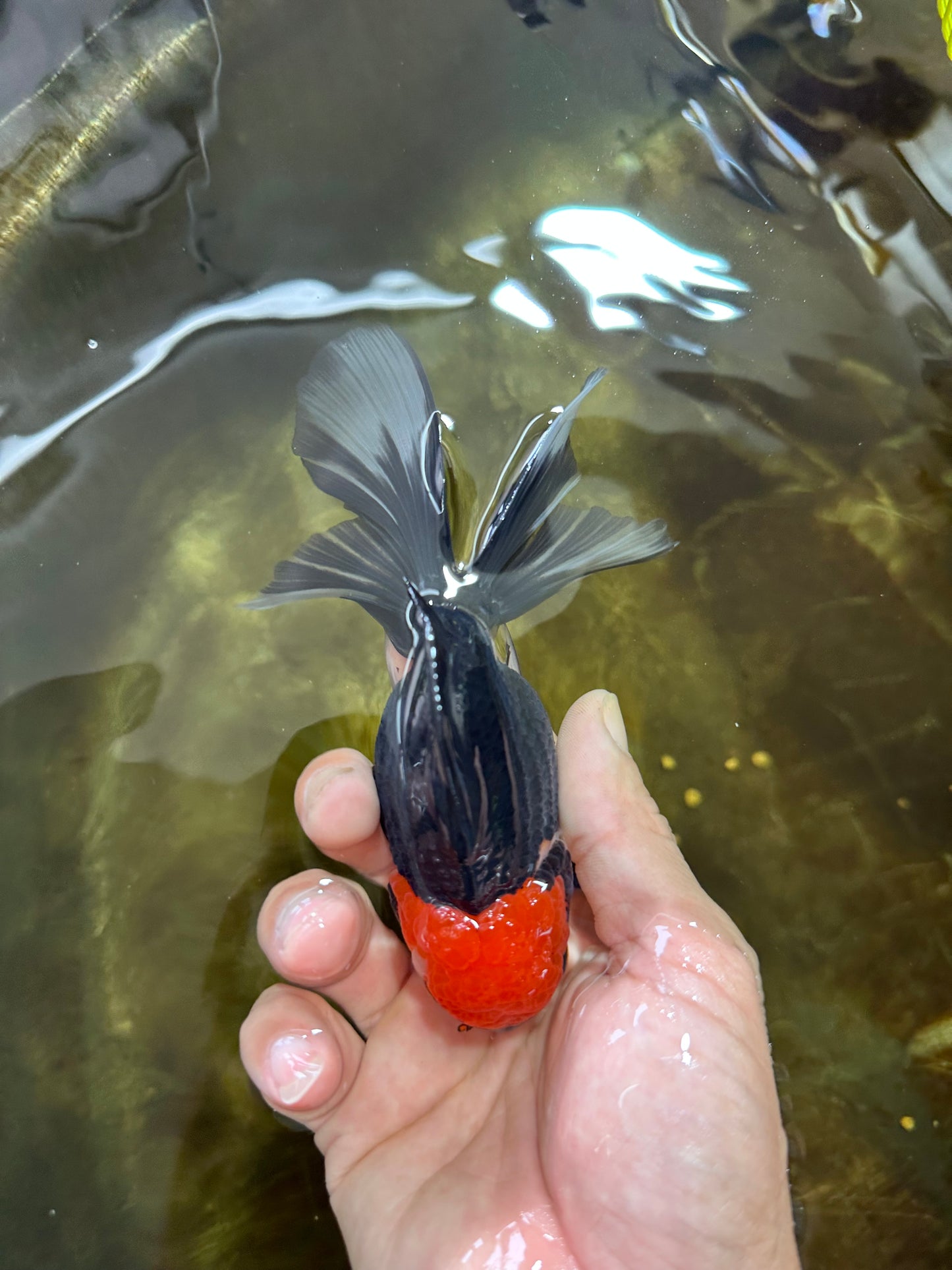 [SINGLE] Tricolor Button Eyes Oranda Female 5 inches #081525SO_12