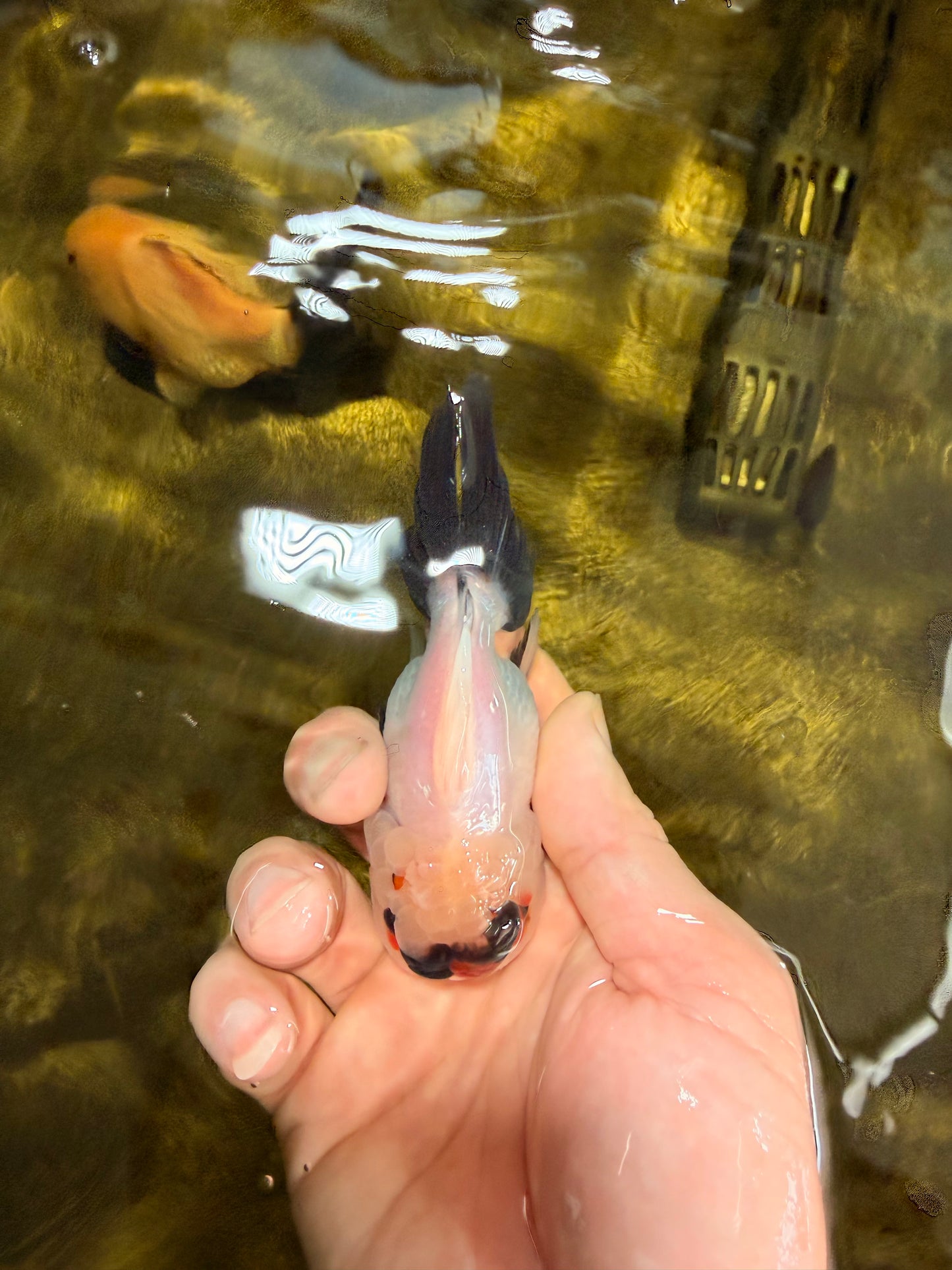 [SINGLE] Tricolor Oranda Male 4 inches #032026SO_04