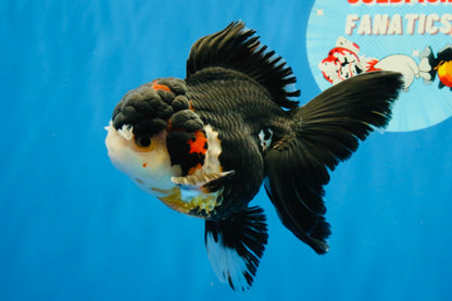 [SINGLE] Tricolor Oranda Male 4.5 inches #022726SO_01