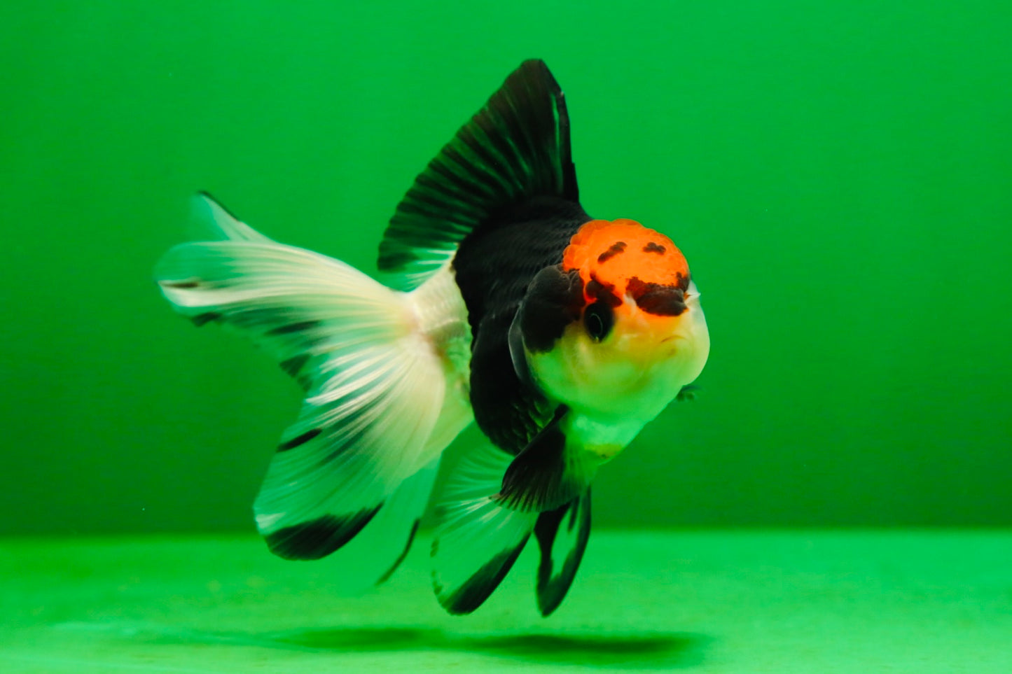[SINGLE] Tricolor Female Oranda 4 inches #080125SO_03