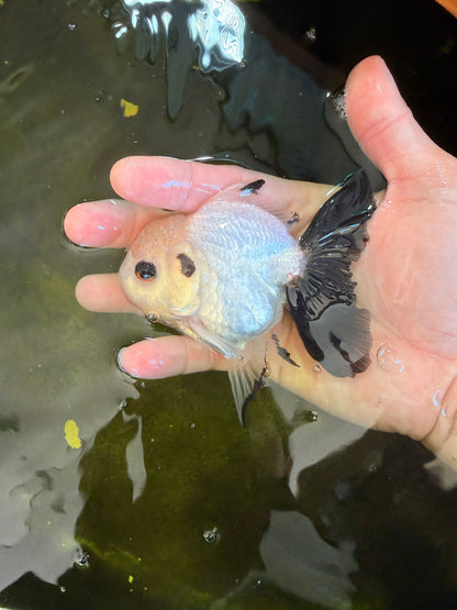[SINGLE] Panda Oranda Male 4 inches #041026SO_08