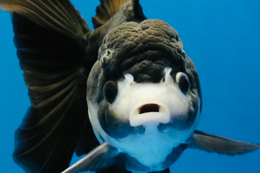 [SINGLE] Panda Oranda Female 4.5 inches #041026SO_02