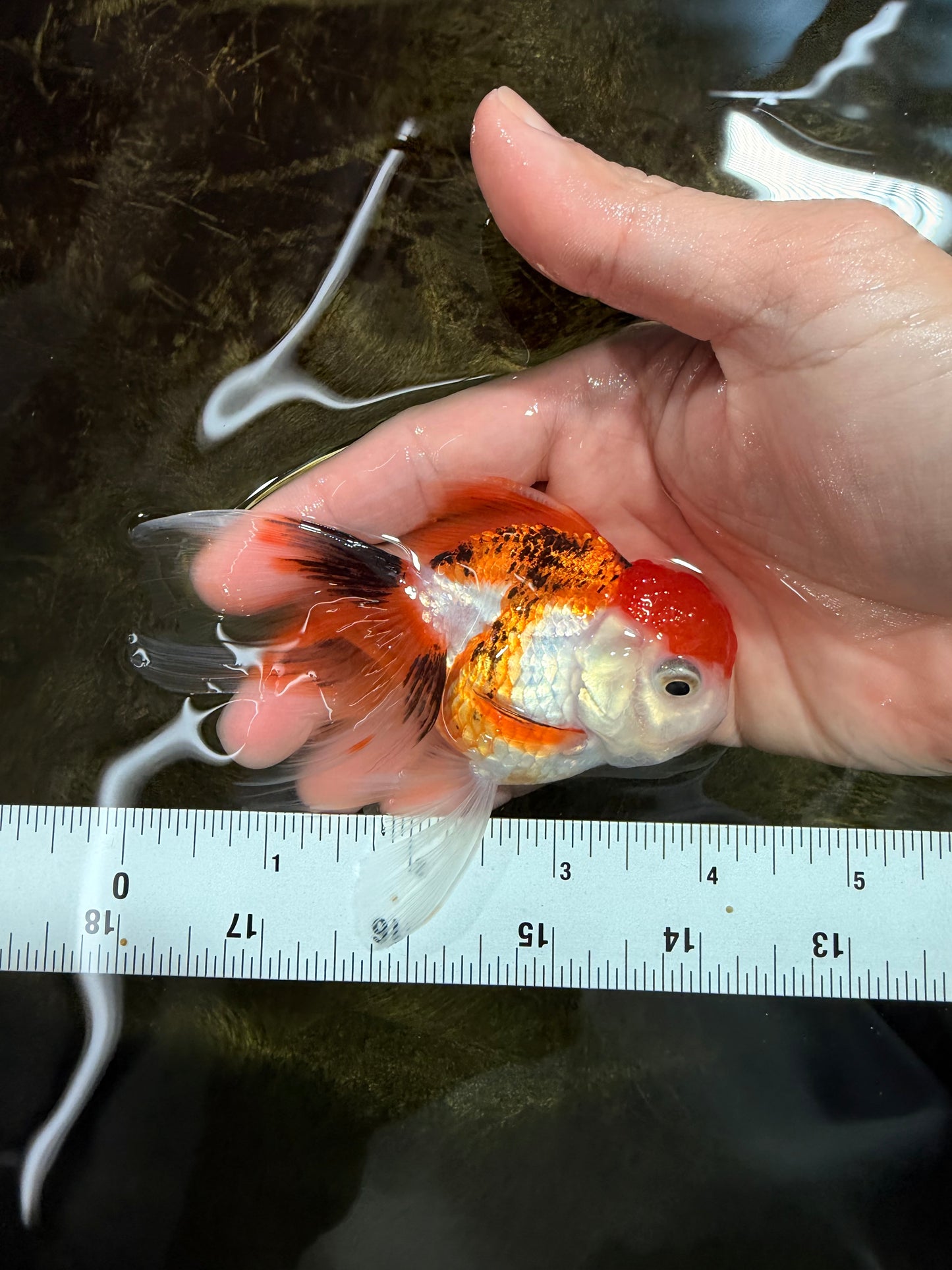 [SINGLE] Tricolor Oranda Female 4 inches #112125SO_07