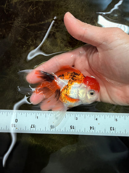 [SINGLE] Tricolor Oranda Female 4 inches #112125SO_07