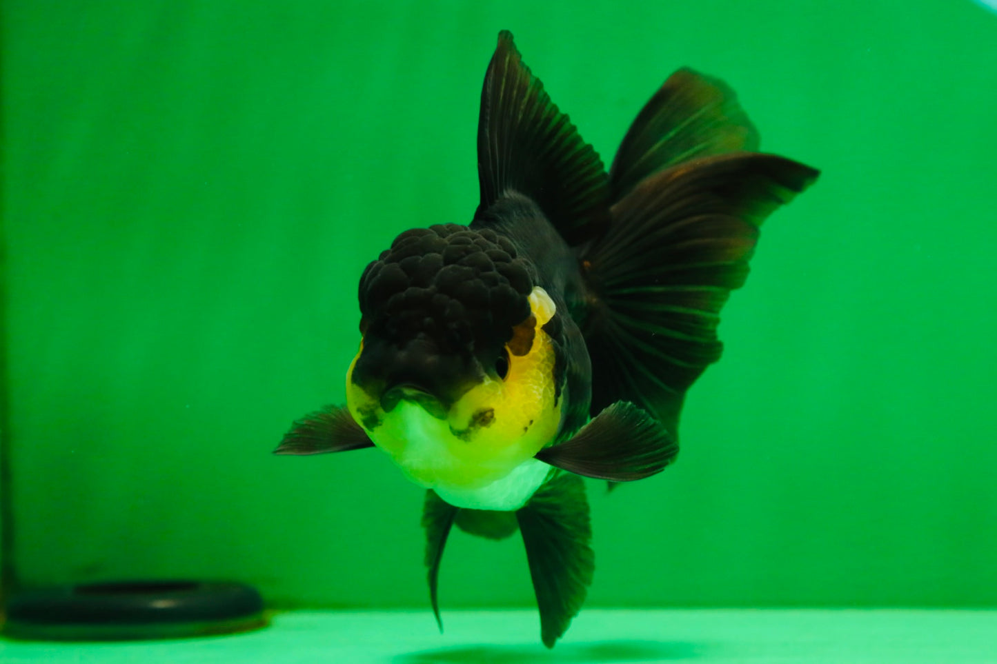 [SINGLE] Panda Oranda Female 5 inches #082225SO_11