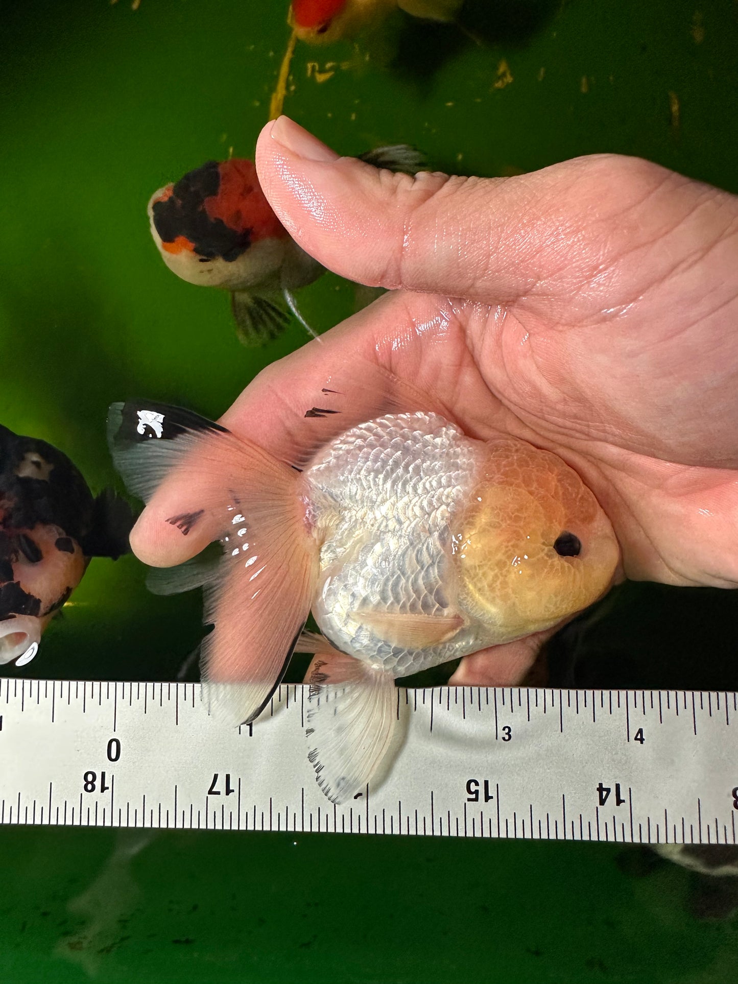 [COUPLE] - Lemonhead & Tricolor Oranda 4 inches #110824CO_17