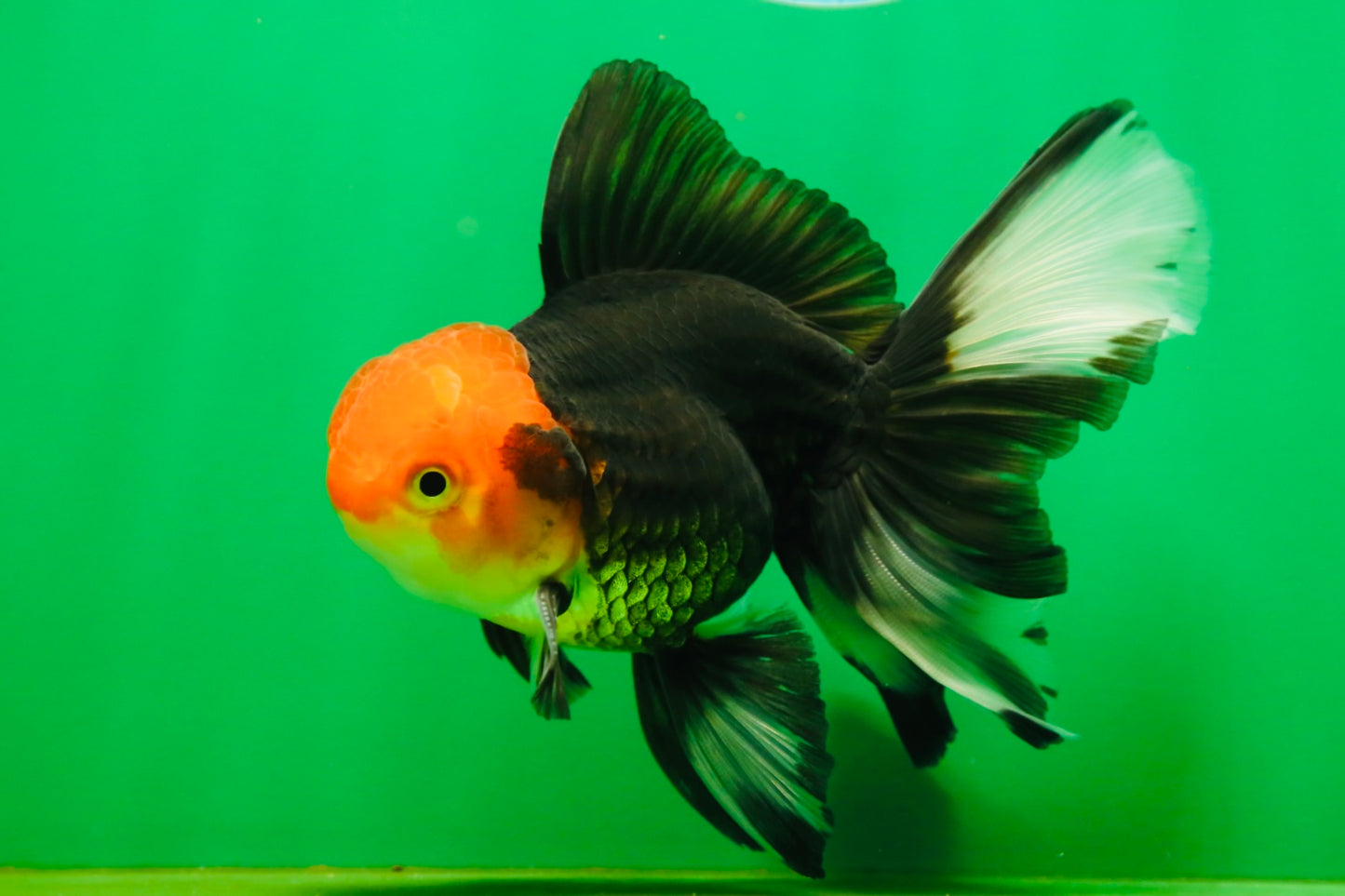 [SINGLE] Tricolor Oranda Male 4.5-5 inches #080825SO_09
