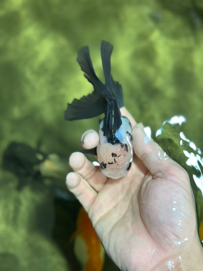 [SINGLE] Panda Button Eyes Oranda Male 4-4.5 inches #122024SR_03