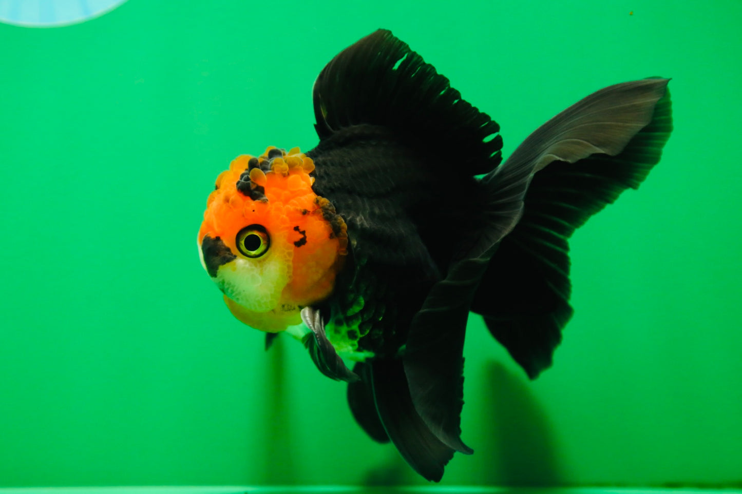 [SINGLE] Tricolor Oranda Male 4.5 inches #090525SO_03