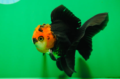 [SINGLE] Tricolor Oranda Male 4.5 inches #090525SO_03