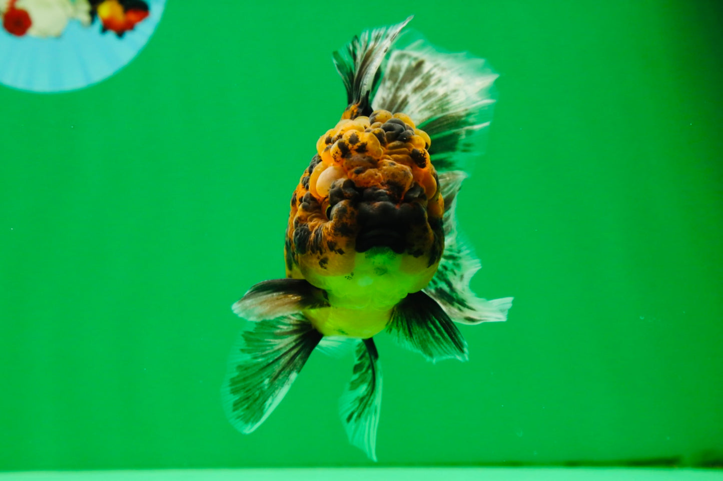 [SINGLE] Tiger Male Oranda 4.5 inches #101025SO_12